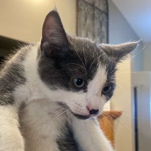 Meet your Posher, Abraham